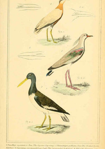 Reproducción/Reproduction 6026192458: The animal kingdom, arranged according to its organization, serving as a foundation for the natural history of animals. v.1 plates. London :G. Henderson,1834-1837