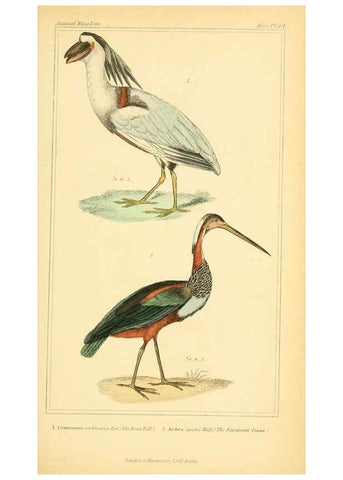 Reproducción/Reproduction 6025636837: The animal kingdom, arranged according to its organization, serving as a foundation for the natural history of animals. v.1 plates. London :G. Henderson,1834-1837