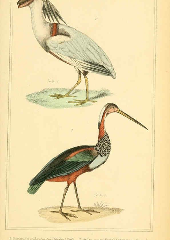 Reproducción/Reproduction 6025636837: The animal kingdom, arranged according to its organization, serving as a foundation for the natural history of animals. v.1 plates. London :G. Henderson,1834-1837
