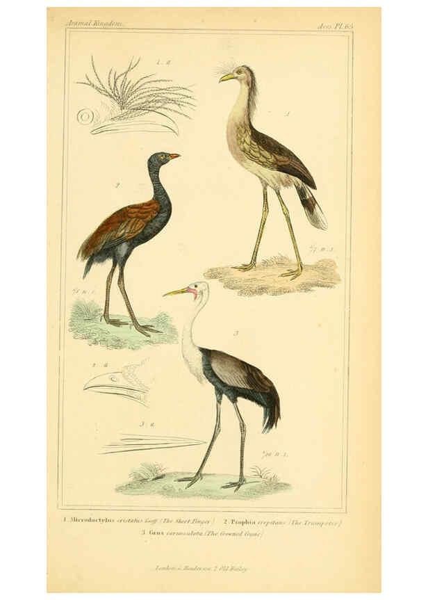 Reproducción/Reproduction 6025637081: The animal kingdom, arranged according to its organization, serving as a foundation for the natural history of animals. v.1 plates. London :G. Henderson,1834-1837