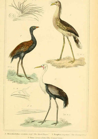 Reproducción/Reproduction 6025637081: The animal kingdom, arranged according to its organization, serving as a foundation for the natural history of animals. v.1 plates. London :G. Henderson,1834-1837