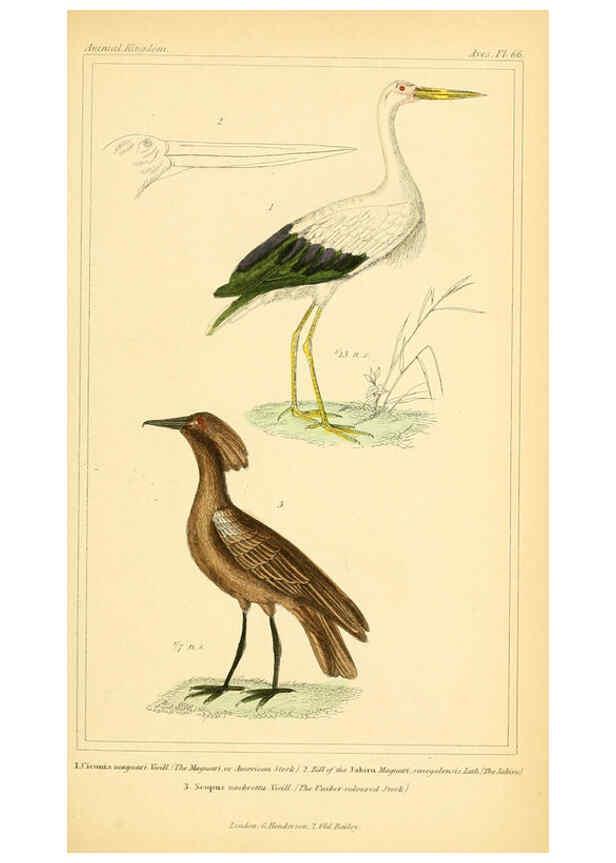 Reproducción/Reproduction 6026193398: The animal kingdom, arranged according to its organization, serving as a foundation for the natural history of animals. v.1 plates. London :G. Henderson,1834-1837