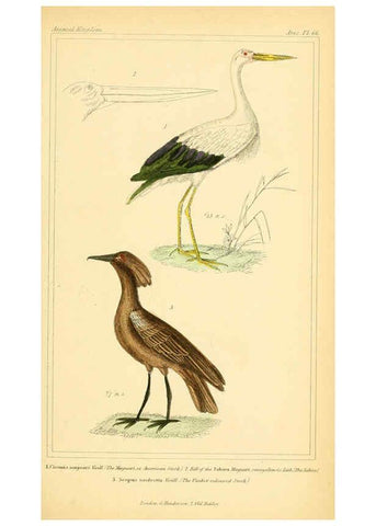 Reproducción/Reproduction 6026193398: The animal kingdom, arranged according to its organization, serving as a foundation for the natural history of animals. v.1 plates. London :G. Henderson,1834-1837