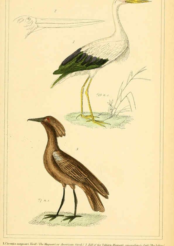 Reproducción/Reproduction 6026193398: The animal kingdom, arranged according to its organization, serving as a foundation for the natural history of animals. v.1 plates. London :G. Henderson,1834-1837