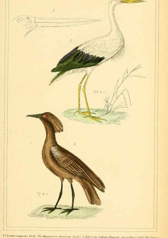 Reproducción/Reproduction 6026193398: The animal kingdom, arranged according to its organization, serving as a foundation for the natural history of animals. v.1 plates. London :G. Henderson,1834-1837