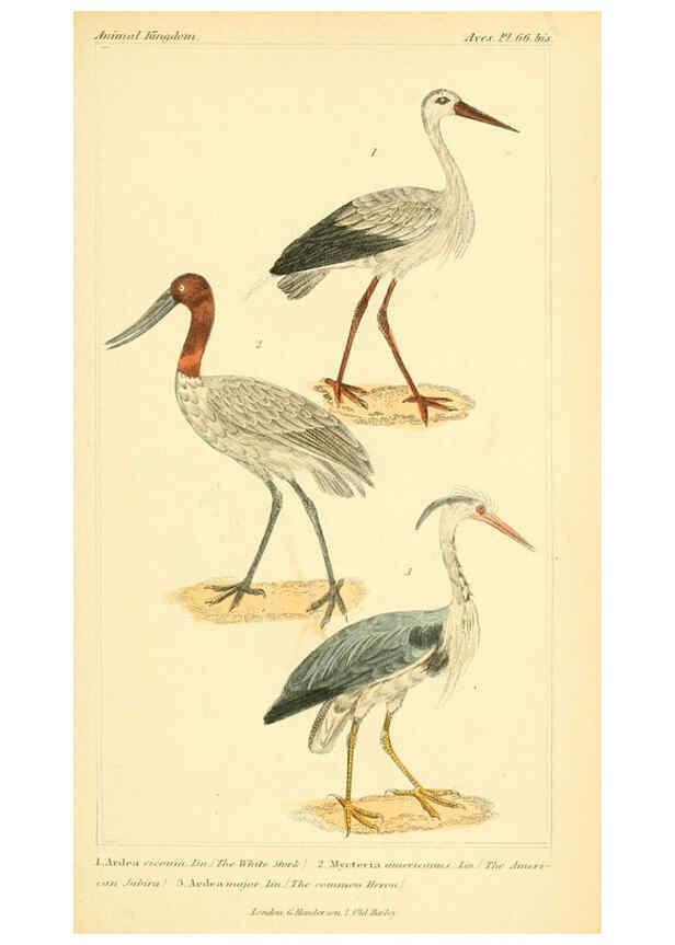 Reproducción/Reproduction 6025637665: The animal kingdom, arranged according to its organization, serving as a foundation for the natural history of animals. v.1 plates. London :G. Henderson,1834-1837