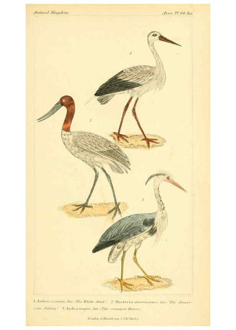 Reproducción/Reproduction 6025637665: The animal kingdom, arranged according to its organization, serving as a foundation for the natural history of animals. v.1 plates. London :G. Henderson,1834-1837
