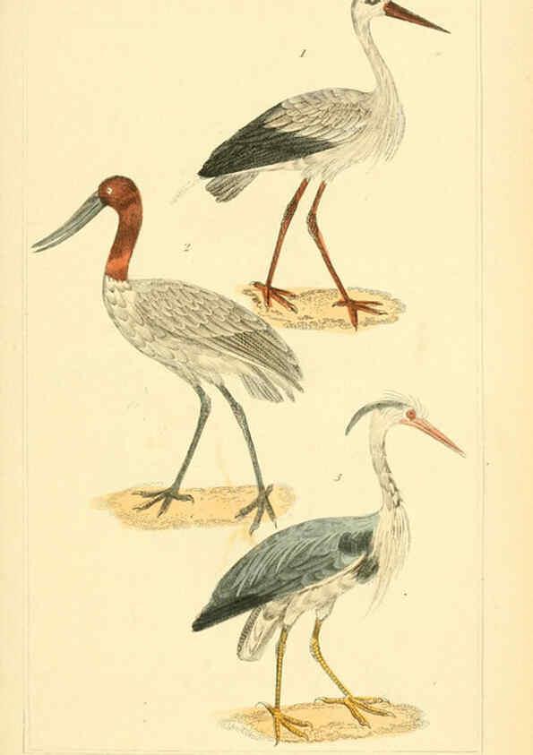 Reproducción/Reproduction 6025637665: The animal kingdom, arranged according to its organization, serving as a foundation for the natural history of animals. v.1 plates. London :G. Henderson,1834-1837