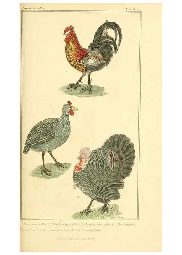 Reproducción/Reproduction 6025632099: The animal kingdom, arranged according to its organization, serving as a foundation for the natural history of animals. v.1 plates. London :G. Henderson,1834-1837