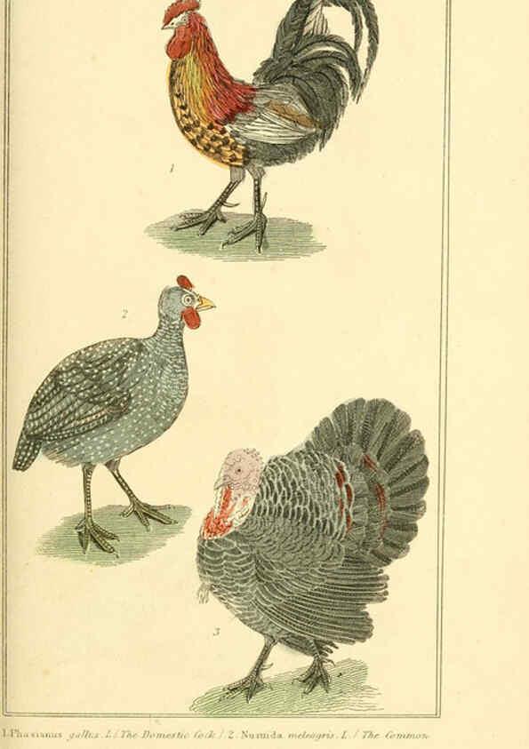 Reproducción/Reproduction 6025632099: The animal kingdom, arranged according to its organization, serving as a foundation for the natural history of animals. v.1 plates. London :G. Henderson,1834-1837
