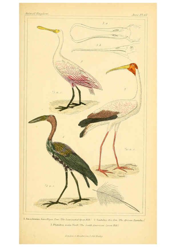 Reproducción/Reproduction 6025637975: The animal kingdom, arranged according to its organization, serving as a foundation for the natural history of animals. v.1 plates. London :G. Henderson,1834-1837