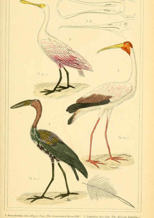 Reproducción/Reproduction 6025637975: The animal kingdom, arranged according to its organization, serving as a foundation for the natural history of animals. v.1 plates. London :G. Henderson,1834-1837