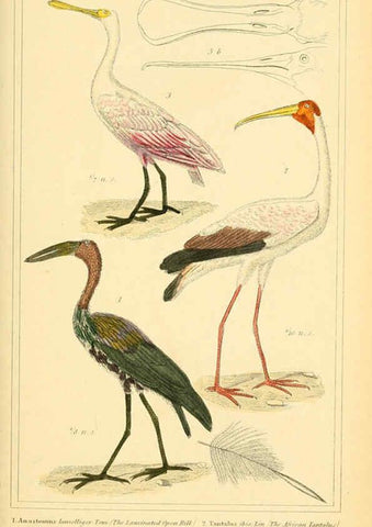 Reproducción/Reproduction 6025637975: The animal kingdom, arranged according to its organization, serving as a foundation for the natural history of animals. v.1 plates. London :G. Henderson,1834-1837