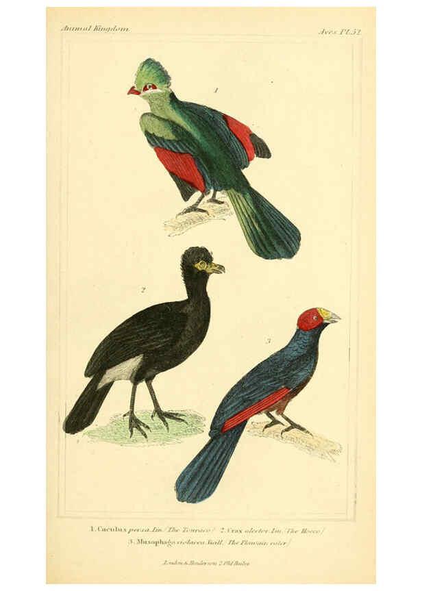 Reproducción/Reproduction 6025631843: The animal kingdom, arranged according to its organization, serving as a foundation for the natural history of animals. v.1 plates. London :G. Henderson,1834-1837