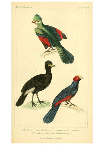 Reproducción/Reproduction 6025631843: The animal kingdom, arranged according to its organization, serving as a foundation for the natural history of animals. v.1 plates. London :G. Henderson,1834-1837