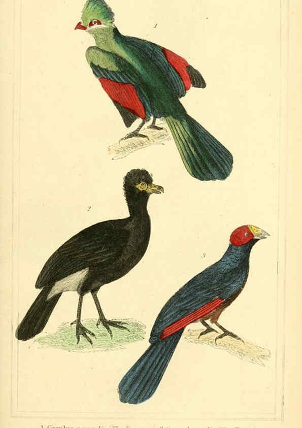Reproducción/Reproduction 6025631843: The animal kingdom, arranged according to its organization, serving as a foundation for the natural history of animals. v.1 plates. London :G. Henderson,1834-1837