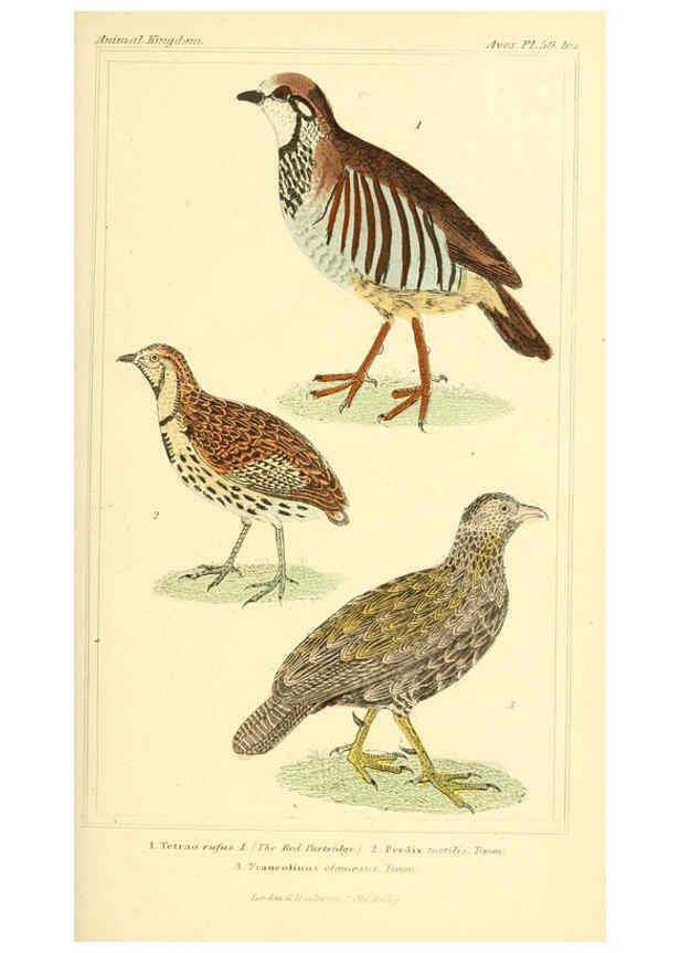 Reproducción/Reproduction 6025631127: The animal kingdom, arranged according to its organization, serving as a foundation for the natural history of animals. v.1 plates. London :G. Henderson,1834-1837