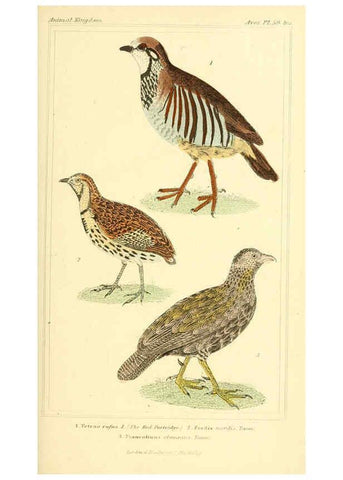 Reproducción/Reproduction 6025631127: The animal kingdom, arranged according to its organization, serving as a foundation for the natural history of animals. v.1 plates. London :G. Henderson,1834-1837