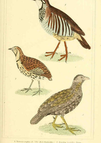 Reproducción/Reproduction 6025631127: The animal kingdom, arranged according to its organization, serving as a foundation for the natural history of animals. v.1 plates. London :G. Henderson,1834-1837