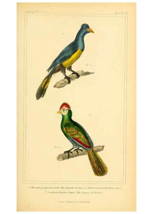 Reproducción/Reproduction 6025625773: The animal kingdom, arranged according to its organization, serving as a foundation for the natural history of animals. v.1 plates. London :G. Henderson,1834-1837