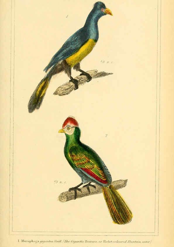Reproducción/Reproduction 6025625773: The animal kingdom, arranged according to its organization, serving as a foundation for the natural history of animals. v.1 plates. London :G. Henderson,1834-1837