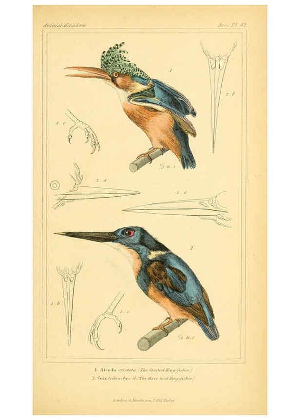Reproducción/Reproduction 6025626157: The animal kingdom, arranged according to its organization, serving as a foundation for the natural history of animals. v.1 plates. London :G. Henderson,1834-1837