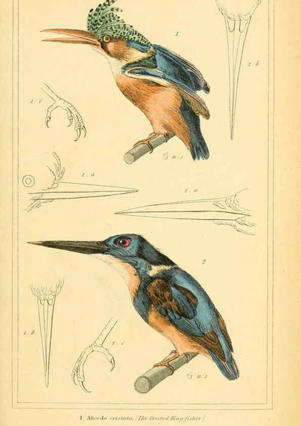 Reproducción/Reproduction 6025626157: The animal kingdom, arranged according to its organization, serving as a foundation for the natural history of animals. v.1 plates. London :G. Henderson,1834-1837