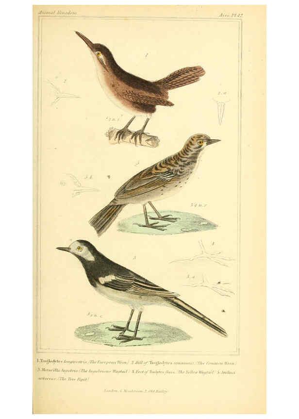 Reproducción/Reproduction 6025626501: The animal kingdom, arranged according to its organization, serving as a foundation for the natural history of animals. v.1 plates. London :G. Henderson,1834-1837
