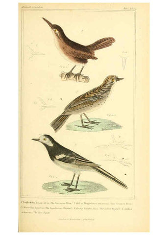 Reproducción/Reproduction 6025626501: The animal kingdom, arranged according to its organization, serving as a foundation for the natural history of animals. v.1 plates. London :G. Henderson,1834-1837