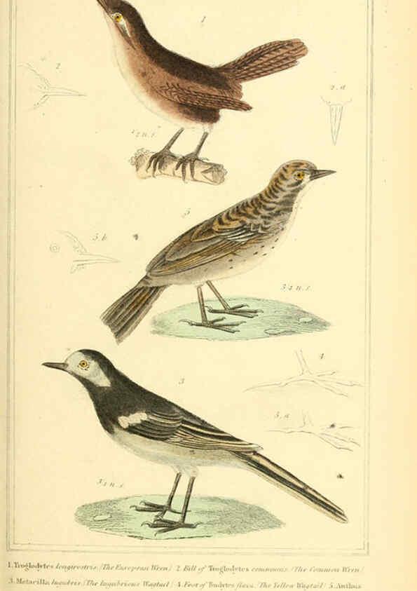 Reproducción/Reproduction 6025626501: The animal kingdom, arranged according to its organization, serving as a foundation for the natural history of animals. v.1 plates. London :G. Henderson,1834-1837