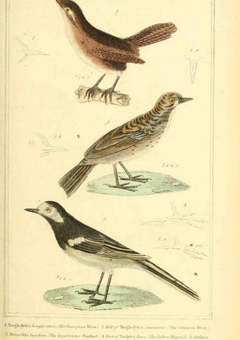 Reproducción/Reproduction 6025626501: The animal kingdom, arranged according to its organization, serving as a foundation for the natural history of animals. v.1 plates. London :G. Henderson,1834-1837