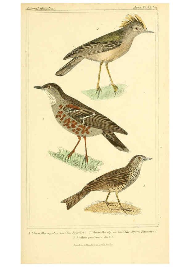 Reproducción/Reproduction 6025626705: The animal kingdom, arranged according to its organization, serving as a foundation for the natural history of animals. v.1 plates. London :G. Henderson,1834-1837