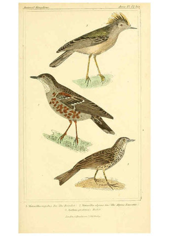 Reproducción/Reproduction 6025626705: The animal kingdom, arranged according to its organization, serving as a foundation for the natural history of animals. v.1 plates. London :G. Henderson,1834-1837