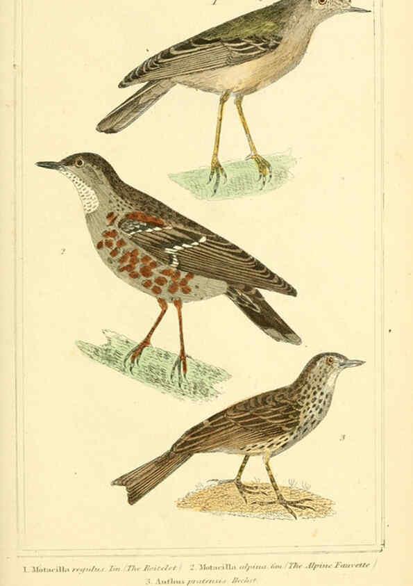 Reproducción/Reproduction 6025626705: The animal kingdom, arranged according to its organization, serving as a foundation for the natural history of animals. v.1 plates. London :G. Henderson,1834-1837