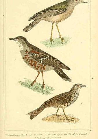 Reproducción/Reproduction 6025626705: The animal kingdom, arranged according to its organization, serving as a foundation for the natural history of animals. v.1 plates. London :G. Henderson,1834-1837
