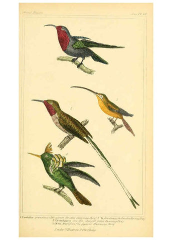 Reproducción/Reproduction 6025626987: The animal kingdom, arranged according to its organization, serving as a foundation for the natural history of animals. v.1 plates. London :G. Henderson,1834-1837