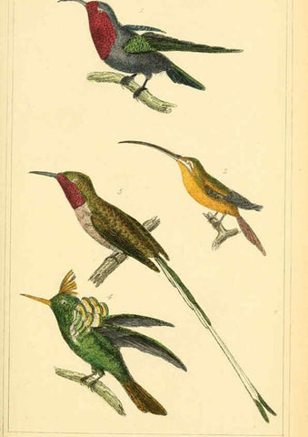 Reproducción/Reproduction 6025626987: The animal kingdom, arranged according to its organization, serving as a foundation for the natural history of animals. v.1 plates. London :G. Henderson,1834-1837