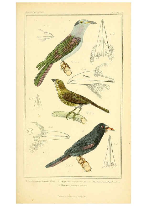 Reproducción/Reproduction 6025627283: The animal kingdom, arranged according to its organization, serving as a foundation for the natural history of animals. v.1 plates. London :G. Henderson,1834-1837