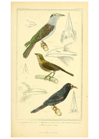 Reproducción/Reproduction 6025627283: The animal kingdom, arranged according to its organization, serving as a foundation for the natural history of animals. v.1 plates. London :G. Henderson,1834-1837