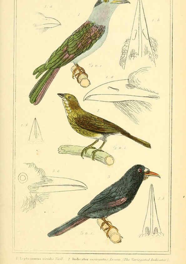 Reproducción/Reproduction 6025627283: The animal kingdom, arranged according to its organization, serving as a foundation for the natural history of animals. v.1 plates. London :G. Henderson,1834-1837