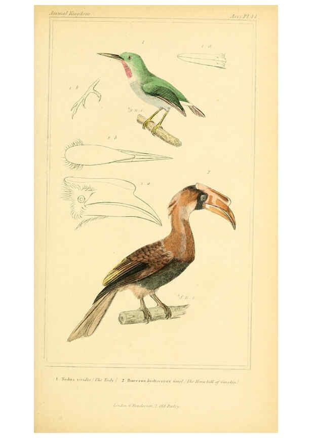Reproducción/Reproduction 6025627493: The animal kingdom, arranged according to its organization, serving as a foundation for the natural history of animals. v.1 plates. London :G. Henderson,1834-1837