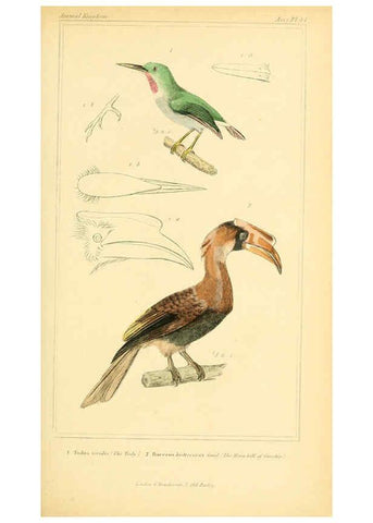 Reproducción/Reproduction 6025627493: The animal kingdom, arranged according to its organization, serving as a foundation for the natural history of animals. v.1 plates. London :G. Henderson,1834-1837