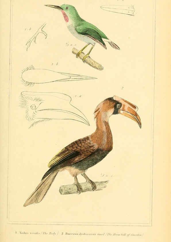Reproducción/Reproduction 6025627493: The animal kingdom, arranged according to its organization, serving as a foundation for the natural history of animals. v.1 plates. London :G. Henderson,1834-1837