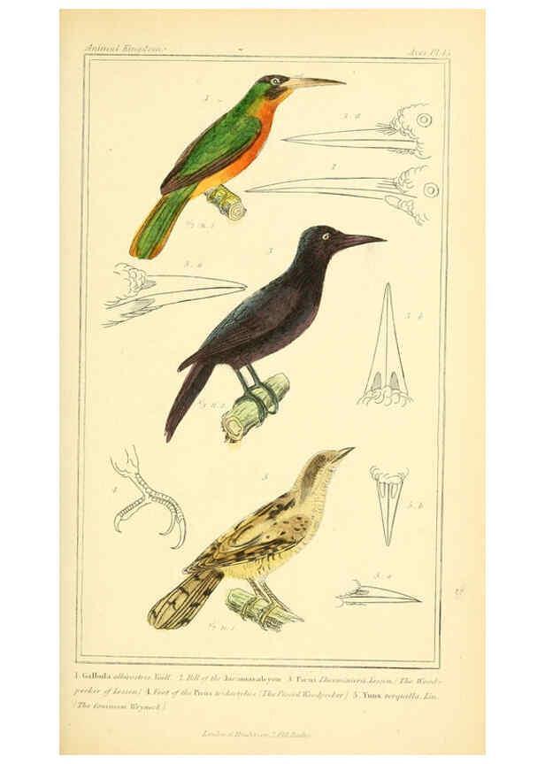 Reproducción/Reproduction 6026183790: The animal kingdom, arranged according to its organization, serving as a foundation for the natural history of animals. v.1 plates. London :G. Henderson,1834-1837