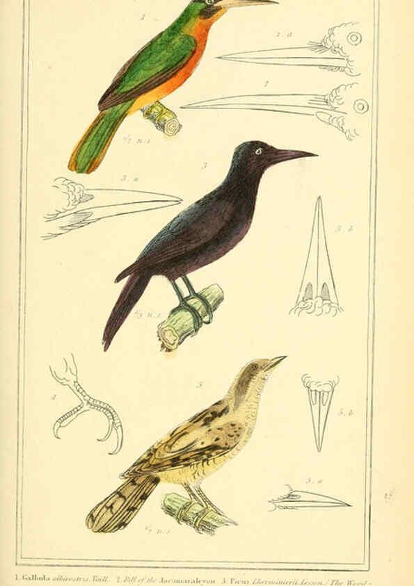 Reproducción/Reproduction 6026183790: The animal kingdom, arranged according to its organization, serving as a foundation for the natural history of animals. v.1 plates. London :G. Henderson,1834-1837