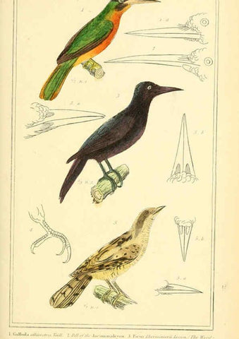 Reproducción/Reproduction 6026183790: The animal kingdom, arranged according to its organization, serving as a foundation for the natural history of animals. v.1 plates. London :G. Henderson,1834-1837