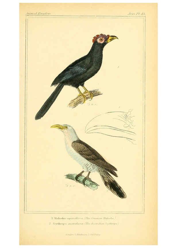 Reproducción/Reproduction 6025627991: The animal kingdom, arranged according to its organization, serving as a foundation for the natural history of animals. v.1 plates. London :G. Henderson,1834-1837