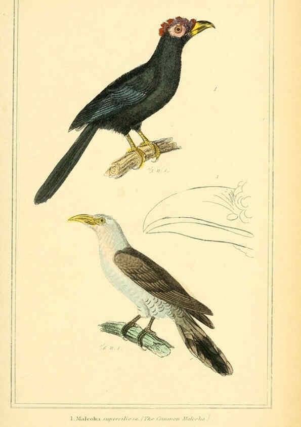 Reproducción/Reproduction 6025627991: The animal kingdom, arranged according to its organization, serving as a foundation for the natural history of animals. v.1 plates. London :G. Henderson,1834-1837