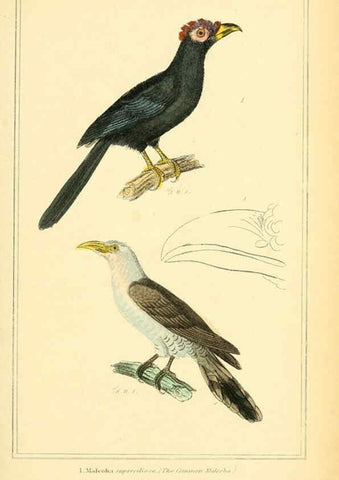 Reproducción/Reproduction 6025627991: The animal kingdom, arranged according to its organization, serving as a foundation for the natural history of animals. v.1 plates. London :G. Henderson,1834-1837