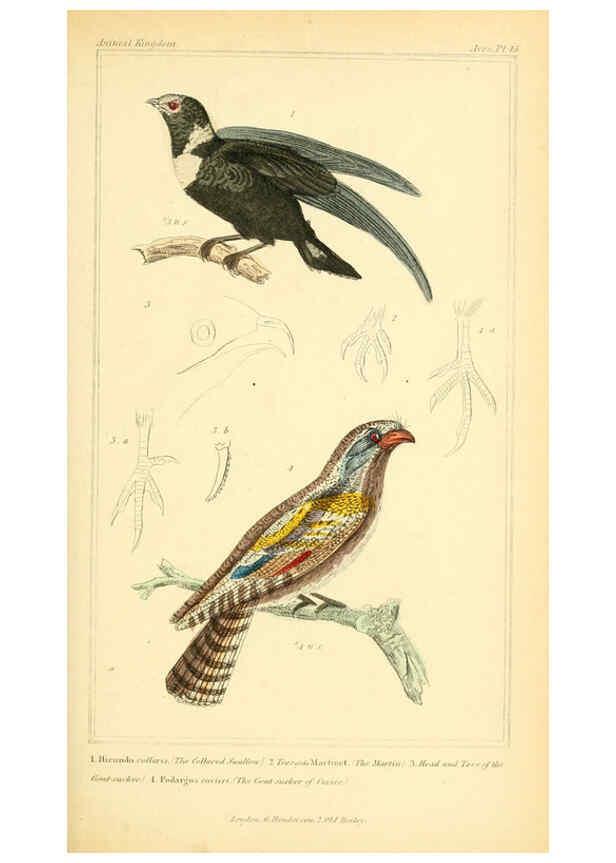 Reproducción/Reproduction 6025628263: The animal kingdom, arranged according to its organization, serving as a foundation for the natural history of animals. v.1 plates. London :G. Henderson,1834-1837